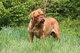 DOGUE DE BORDEAUX 089